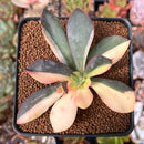 Echeveria 'Hanaikada' Variegated 3" Succulent Plant