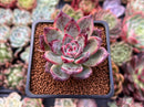 Echeveria 'Ratam' 2" Succulent Plant