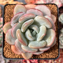 Echeveria 'Ice Cream' 2"-3" Succulent Plant