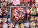 Echeveria 'Flora' 1" Succulent Plant