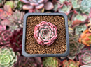 Echeveria 'Sarahime' x 'Indigo' Seed-grown Hybrid 1" Succulent Plant