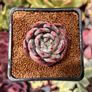 Echeveria 'Purple Champaign' 1"-2" Succulent Plant