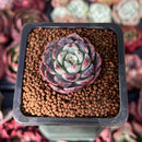 Echeveria 'C'est Si Bon' 1" Succulent Plant