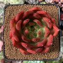 Echeveria Agavoides 'Frank Reinelt' 3" Succulent Plant