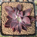 Echeveria 'Hanaikada' Variegated 3" Succulent Plant