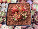 Echeveria Agavoides Crested 2"-3" Succulent Plant