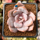 Echeveria 'Florence' 2" Succulent Plant
