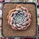 Echeveria 'Momentum' 2" Succulent Plant