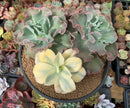 Echeveria 'Japan Moon River' Variegated 8"-10" Very Large Cluster Succulent Plant