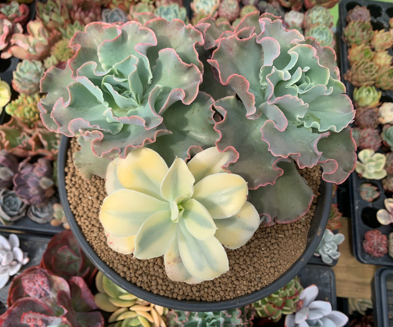 succulents in japan Echeveria 'Japan Moon River' Variegated 8"-10" Very Large Cluster Succulent Plant