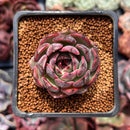 Echeveria 'Black Smoke' 1" New Hybrid Succulent Plant