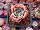 Echeveria 'Salmon' 1" Succulent Plant