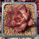 Echeveria Agavoides 'Red Beach' 1" Succulent Plant