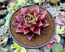 Echeveria Agavoides 'Luming' 4" Succulent Plant