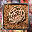 Echeveria 'Kisses' 2" Succulent Plant