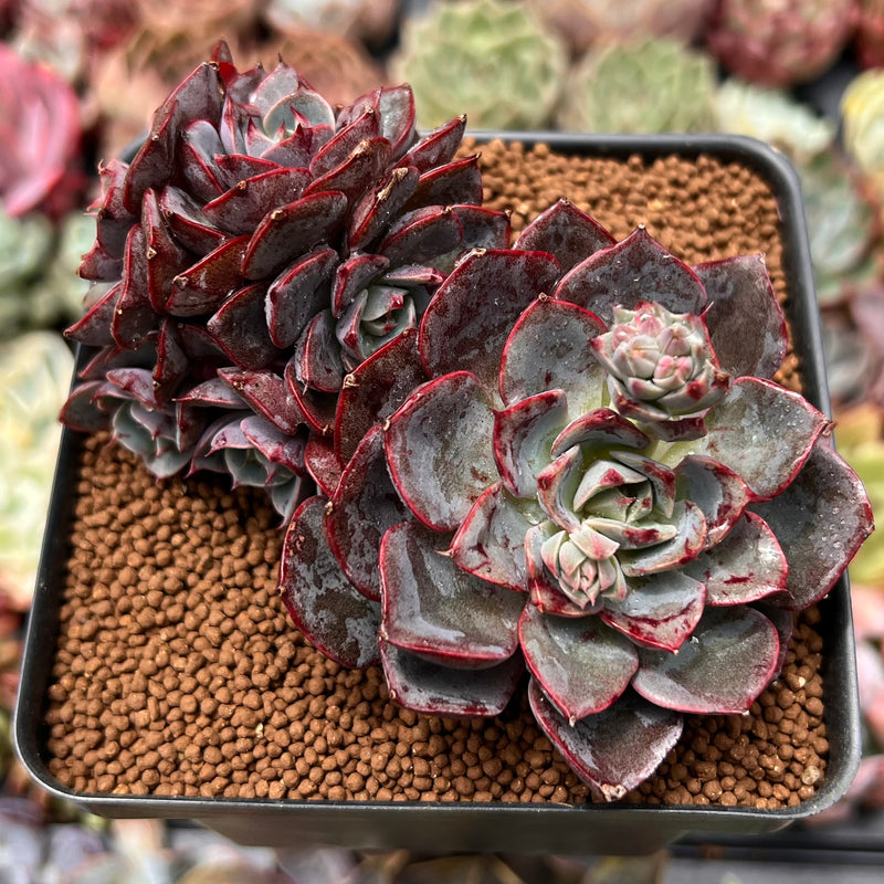 Echeveria 'Casiz Dragon' 3
