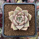 Echeveria 'Lilacina' x 'Rubin' Hybrid 1" Succulent Plant