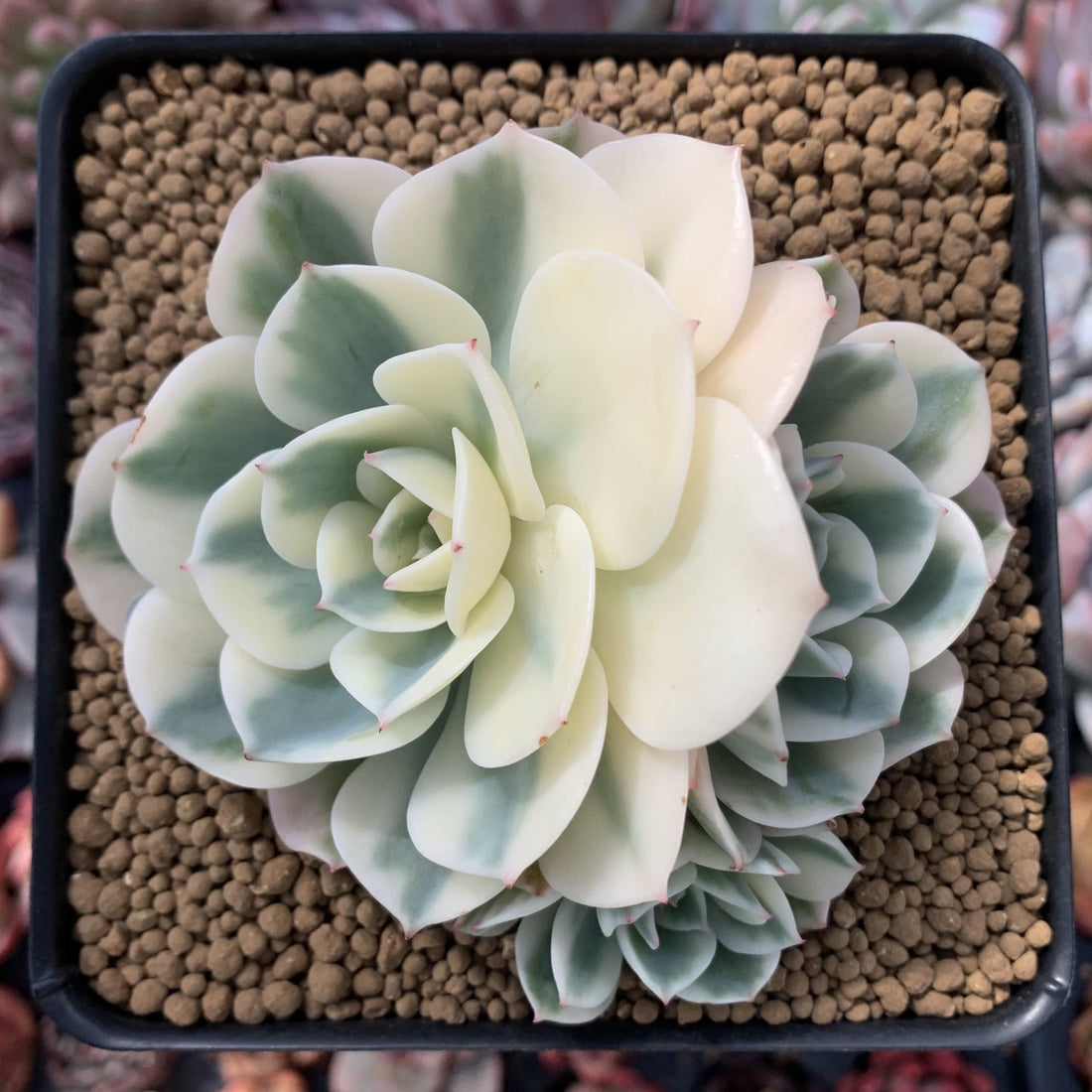 Echeveria 'Compton Carousel' AKA Echeveria 'Lenore Dean'