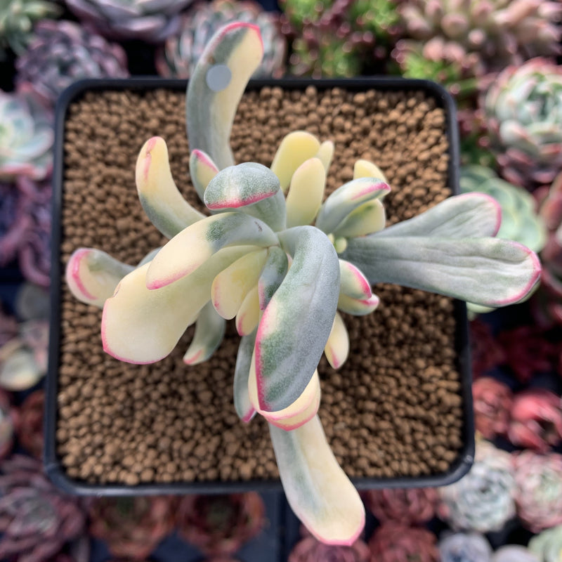 Cotyledon 'Orbiculata' Variegated 4" Succulent Plant