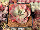 Echeveria 'Minigosaong' Variegated 3"-4" Succulent Plant