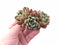 Echeveria Agavoides Ebony Sp 2” Rare Succulent Plant