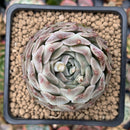 Echeveria 'Helena' 2"-3" Succulent Plant