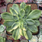 Echeveria 'Bob Jolly' Variegated 3" Succulent Plant