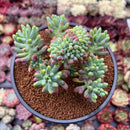 Sedum 'Pachyphyllum' Crested 3" Succulent Plant