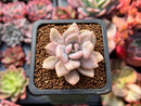 Pachyveria 'Pachyphytoides' Variegated 1" Small Succulent Plant
