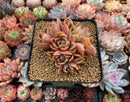 Echeveria Agavoides 'Walshire' 2" Cluster Succulent Plant