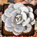 Echeveria 'Laui' 2"-3" Powdery Succulent Plant
