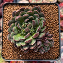 Echeveria 'Scorpio' 2" Succulent Plant