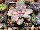 Quetzalcoatlia 'Pentandra Superba' Variegated 2" Succulent Plant (Formerly Graptopetalum 'Pentandrum Superbum' Variegated)