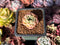 Echeveria 'Mohitta' 1" New Hybrid Succulent Plant