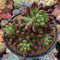 Sedum 'Rubrotinctum' Cluster 4" Succulent Plant