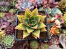 Echeveria Agavoides 'Red Pop' 2" Succulent Plant