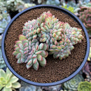 Echeveria 'Brave' Crested 3"-4" Succulent Plant