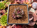 Echeveria 'Coco Jelly' 1"-2" Succulent Plant