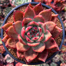 Echeveria Agavoides 'Amestro' 4" Succulent Plant