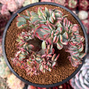 Echeveria 'Jullia' Crested 4" Succulent Plant