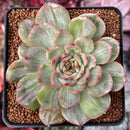 Echeveria Agavoides 'Chris Boney' Variegated 2"-3" Succulent Plant