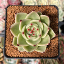 Echeveria Agavoides 'Blue Dragon' 2"-3" Succulent Plant