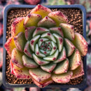 Echeveria Agavoides 'Sarabony' 2" (Seed Grown) Succulent Plant