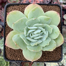 Echeveria 'Blade Runner' 3" Succulent Plant