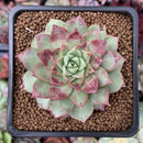 Echeveria 'Shani' 2" Succulent Plant