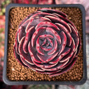 Echeveria 'Muesli' 2" Succulent Plant