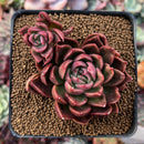 Echeveria Agavoides 'Pluto' 2"-3" Succulent Plant