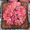 Echeveria 'Luella' Crested 2" Succulent Plant
