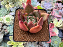 Echeveria 'White Champaign' 2"-3" Succulent Plant