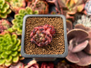 Echeveria 'Sarabony' 1" Cluster Succulent Plant